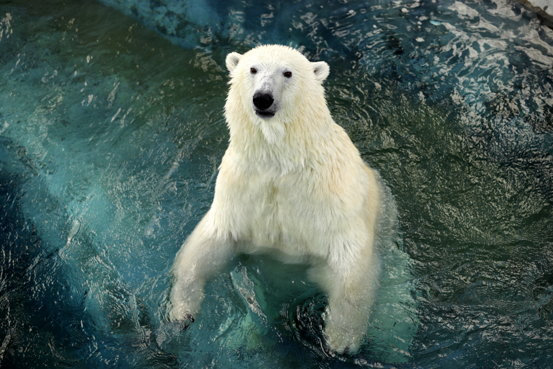 5  (6.) zoo。a66i3273 copie.jpg