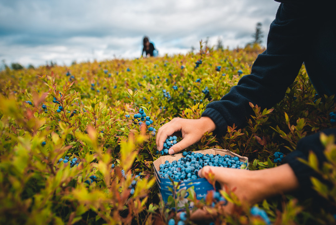 3 (7.) blueberry field picking_michael beauchemin.jpg