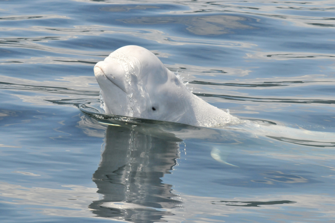 2  (4.) québec_beluga_credit_ gremm.jpg